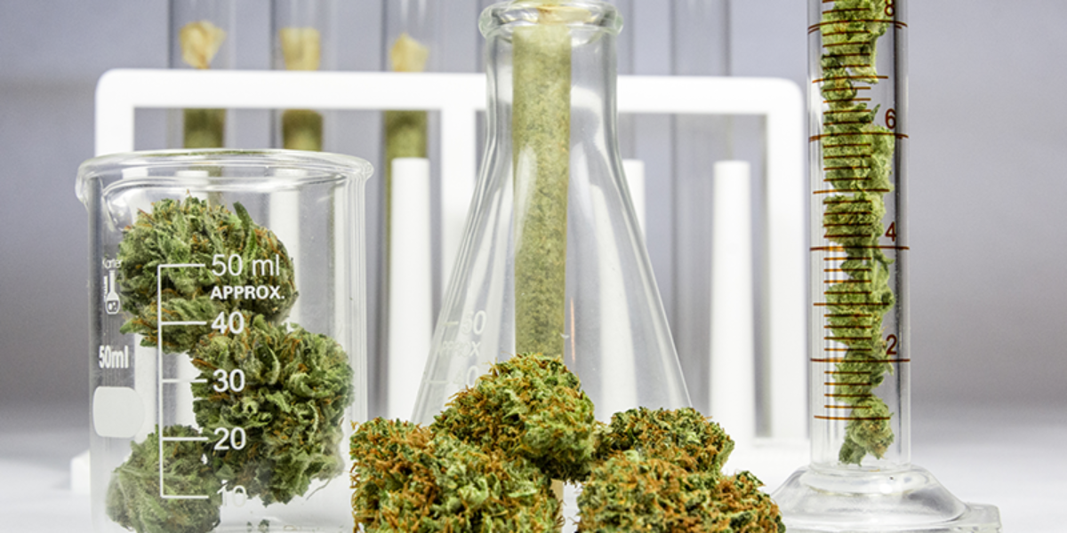 Come Superare Il Test Del Thc Cbdmania It