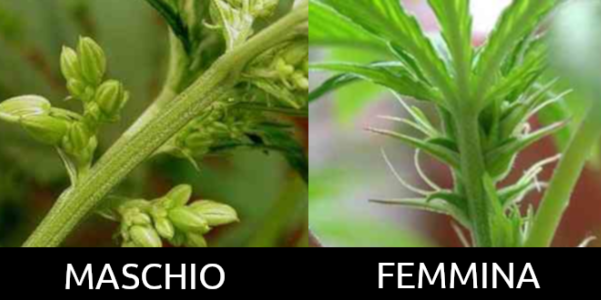 Distinguere se una pianta di marijuana è femmina o maschio | CBDMania.it