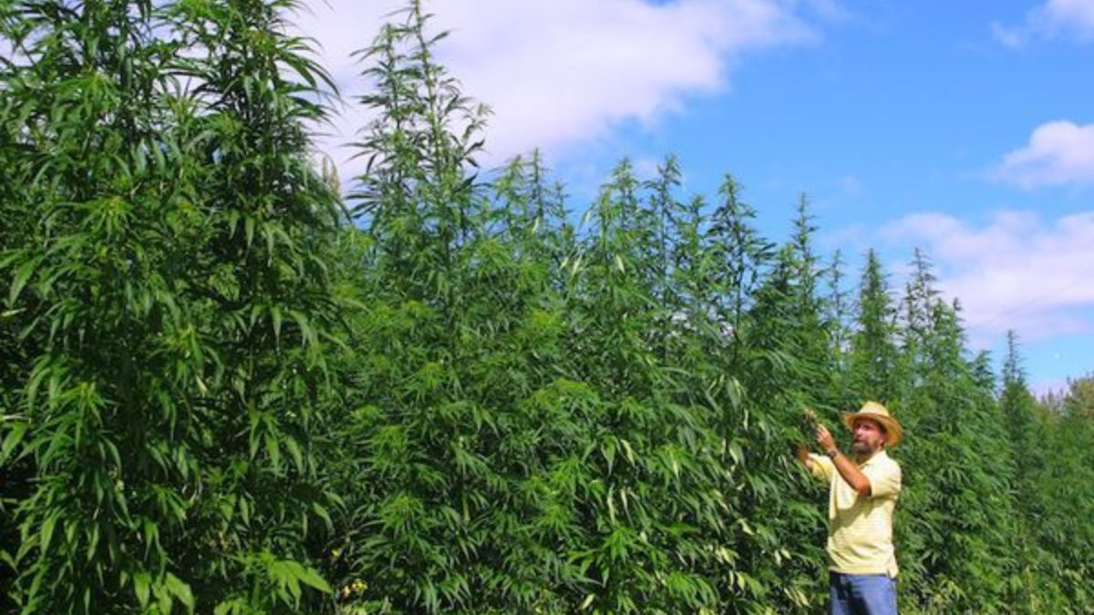 Risultati immagini per canapa sativa