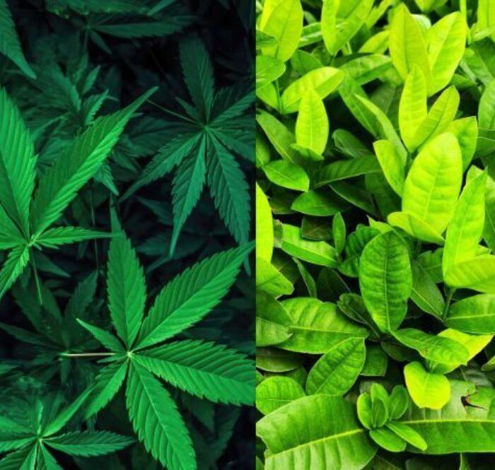 CBD vs kratom