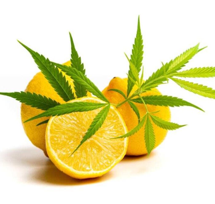 Il limonene è una sostanza chimica, facente parte della categoria dei terpeni, o meglio, dei monoterpeni ciclici. Il suo aspetto è incolore e, presenta la caratteristica di essere insolubile nell’acqua ma solubile negli olii e nell’alcool.