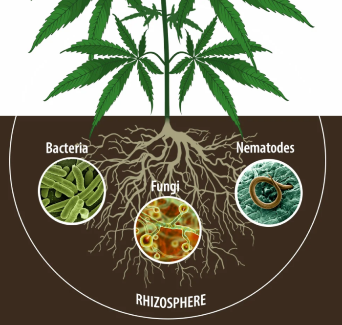 Nematodi parassiti della marijuana