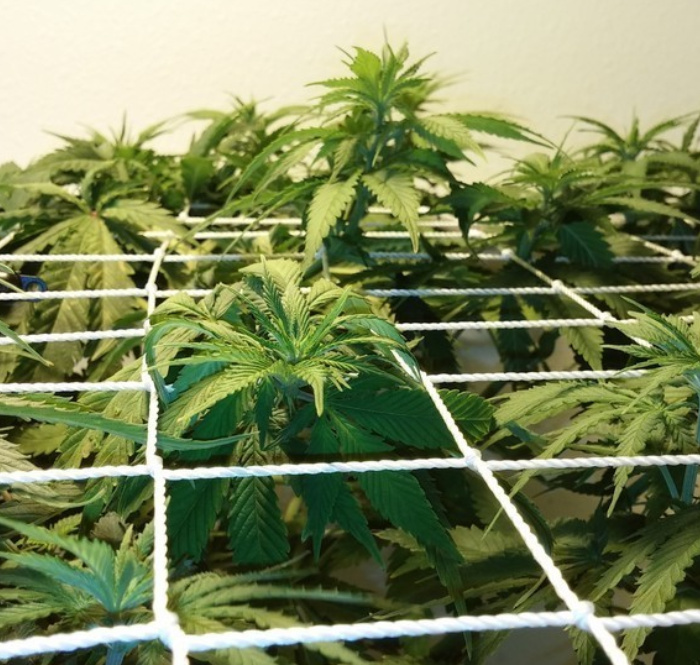 Scrog coltivare marijuana