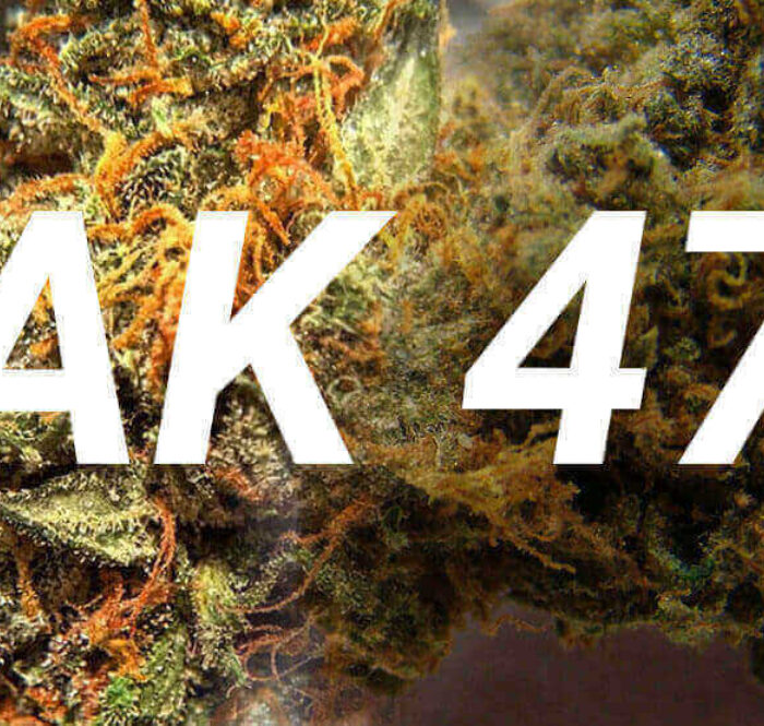 Ak47 cannabis marijuana