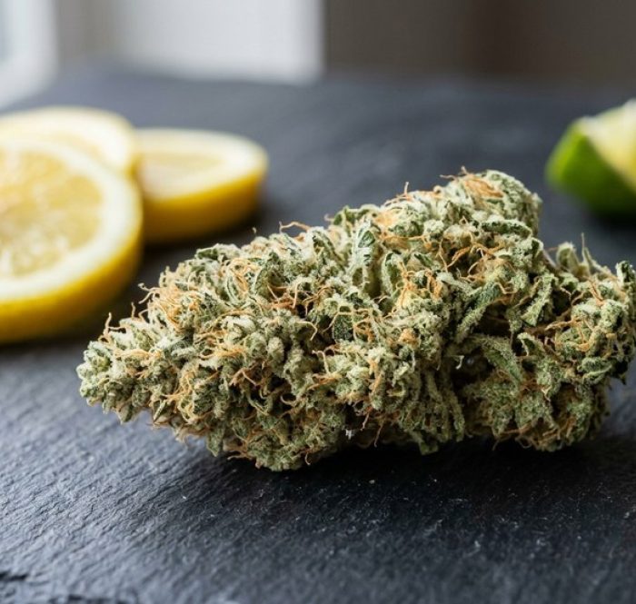 Infiorescenza Amnesia Haze verde-salvia con pistilli ambrati, fette di limone e lime — la varietà sativa agrumata in versione CBD