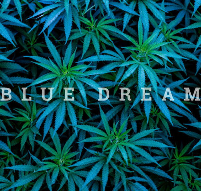 Cannabis blue dream