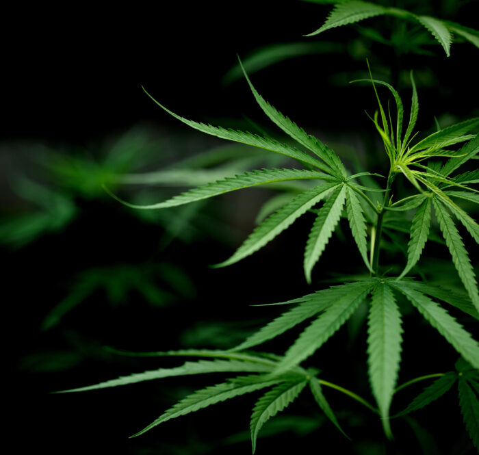 La pianta di cannabis è affascinante sotto moltissimi punti di vista, vediamo in questa guida