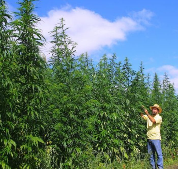 Cannabis sativa:origini, storia, proprietà e benefici