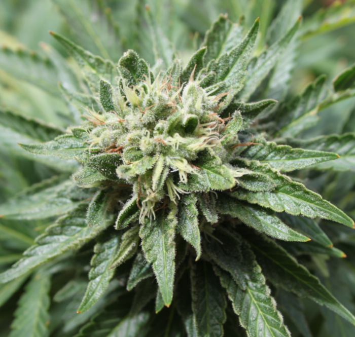 Le fasi di crescita di una pianta di marijuana