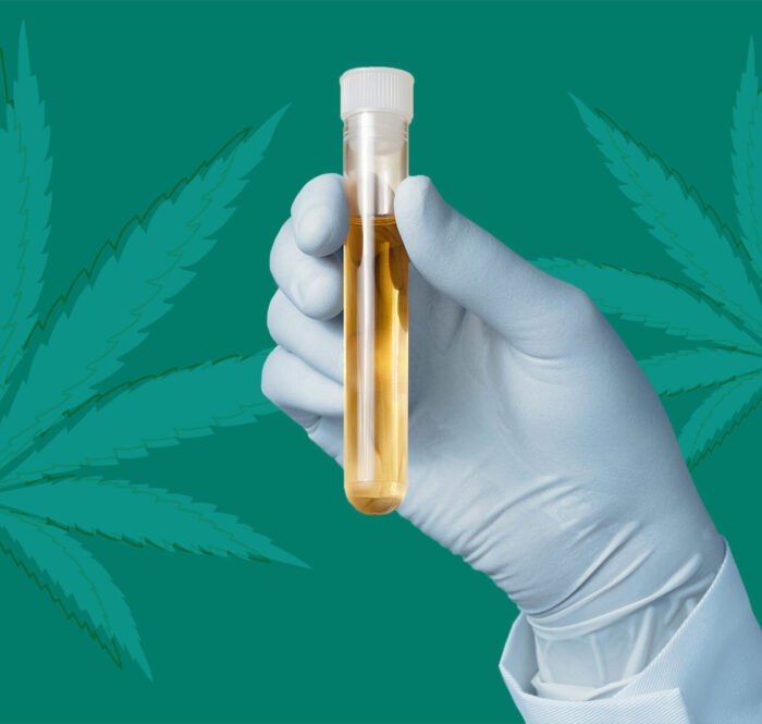 drug test marijuana cannabis
