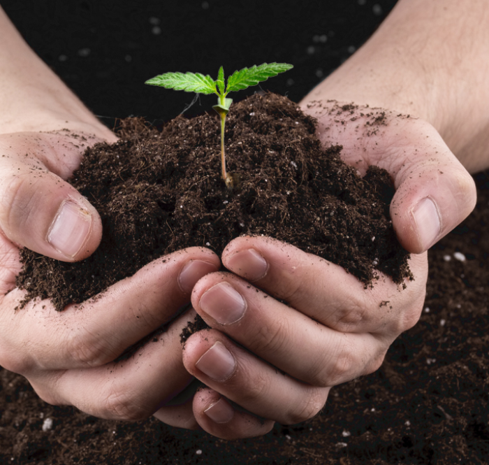 Composto organico e sintetico per la coltivazione di cannabis