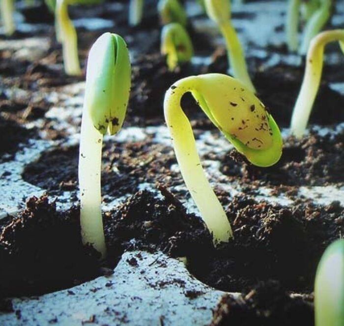 Germinazione semi di cannabis