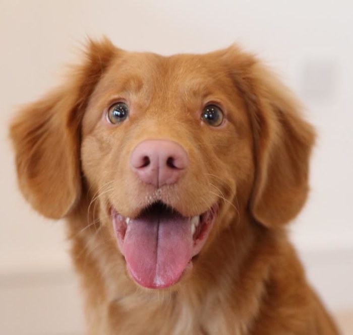 Golden Retriever Puppy