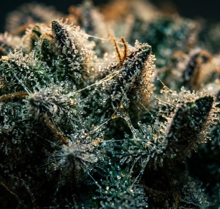 Macro della Gorilla Glue: tricomi cristallini e fili di resina appiccicosa come colla — la varietà GG4 in versione CBD