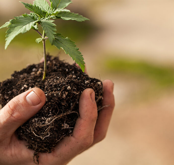 Il terriccio migliore per cannabis