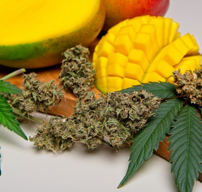 Mango cannabis