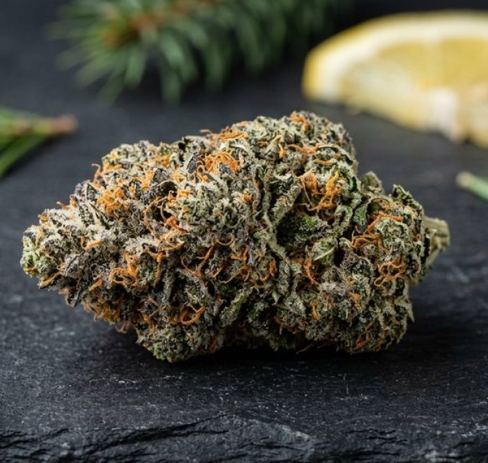 Infiorescenza OG Kush brinata con pistilli arancioni, aghi di pino e limone — la varietà iconica in versione CBD