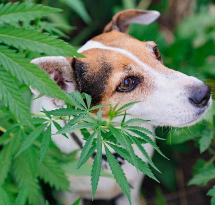 Olio cbd per cani con convulsioni