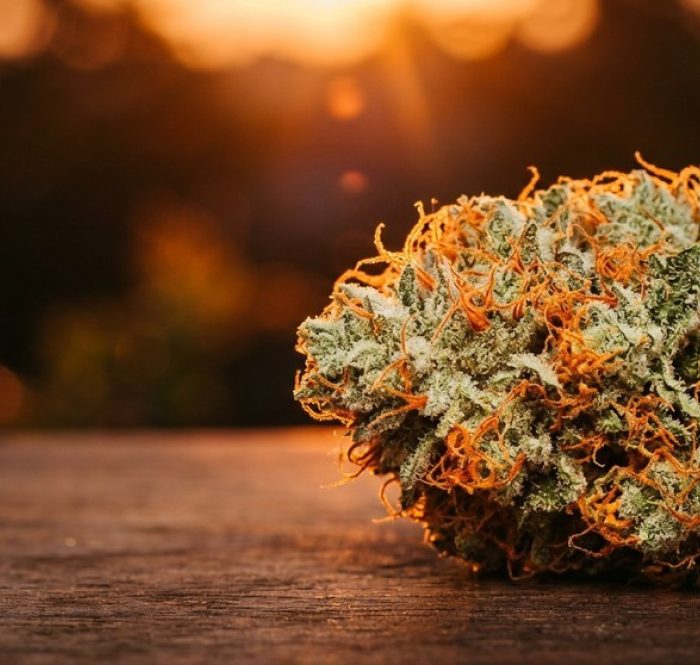 Infiorescenza Orange Bud con pistilli arancio acceso illuminata dalla luce del tramonto — la leggenda sativa in versione CBD