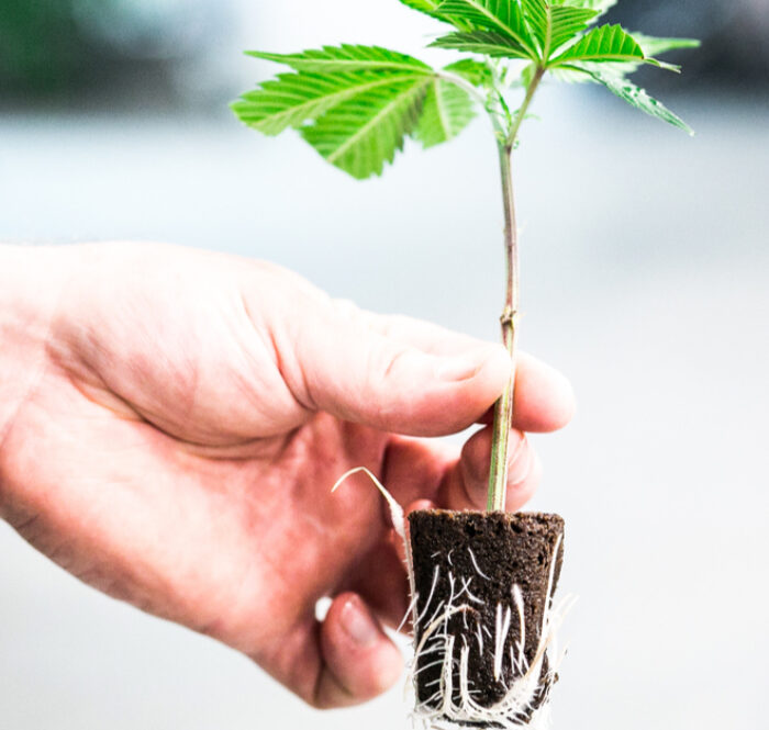 Gli ormoni radicanti sono da sempre impiegati nelle coltivazioni di cannabis per agevolare lo sviluppo del sistema radicale delle piante.