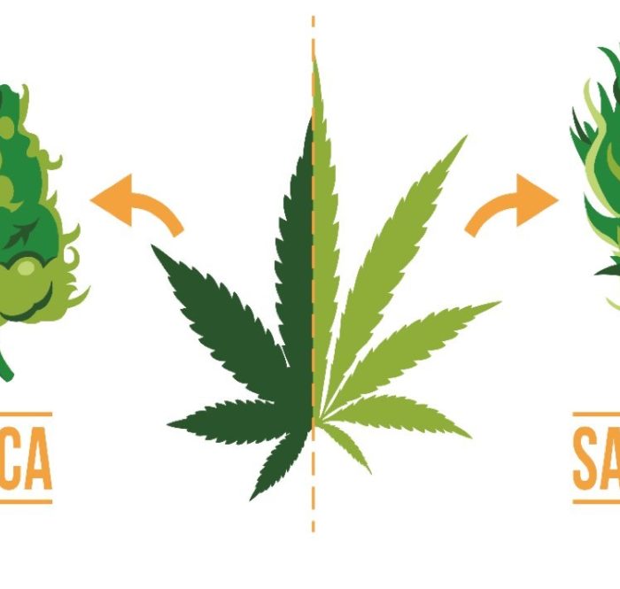 Sativa vs indica