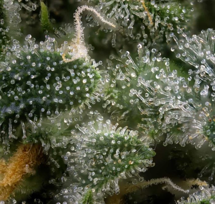 Terpeni e cannabis: cosa sono, a cosa servono, come usarli