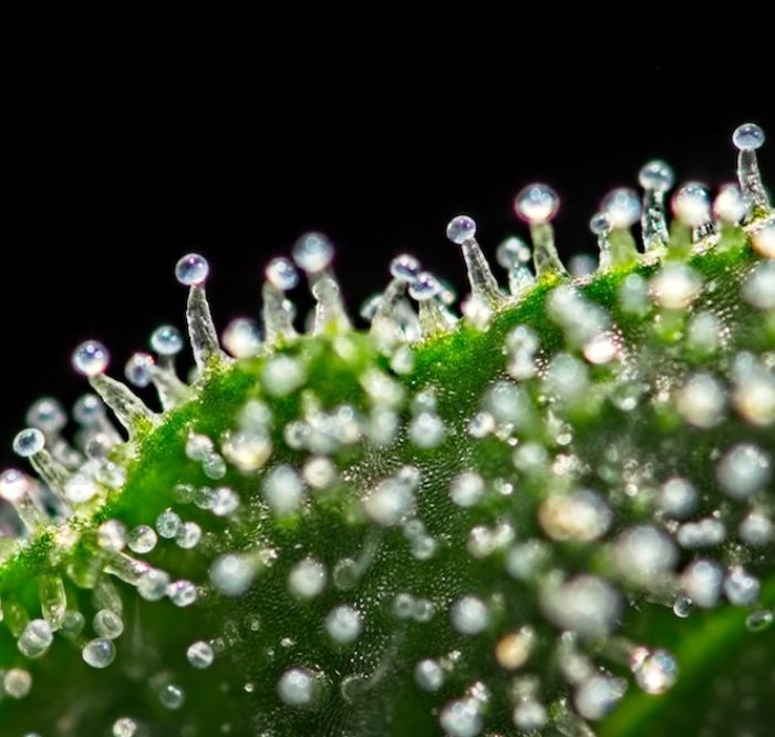 I tricomi, tipici nelle piante di cannabis, sono filamenti cristallini che ricoprono le infiorescenze di cannabis con un vero e proprio manto di resina in grado di influire in maniera significativa, sulla reale qualità dell’erba.