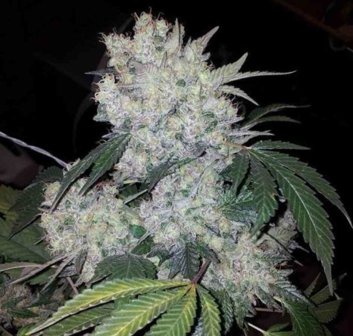 White widow