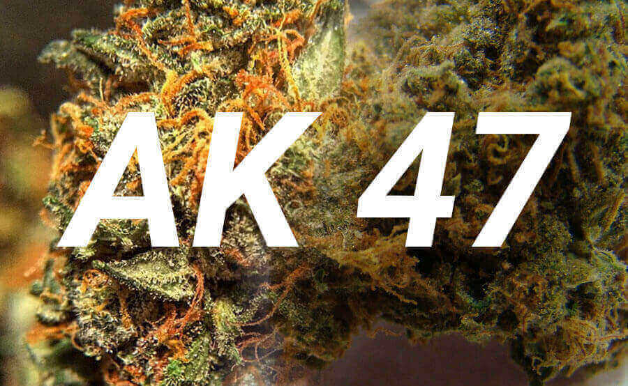 Ak47 cannabis marijuana