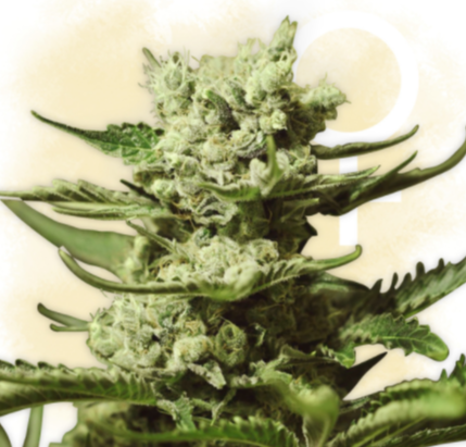 Bruce Banner III
