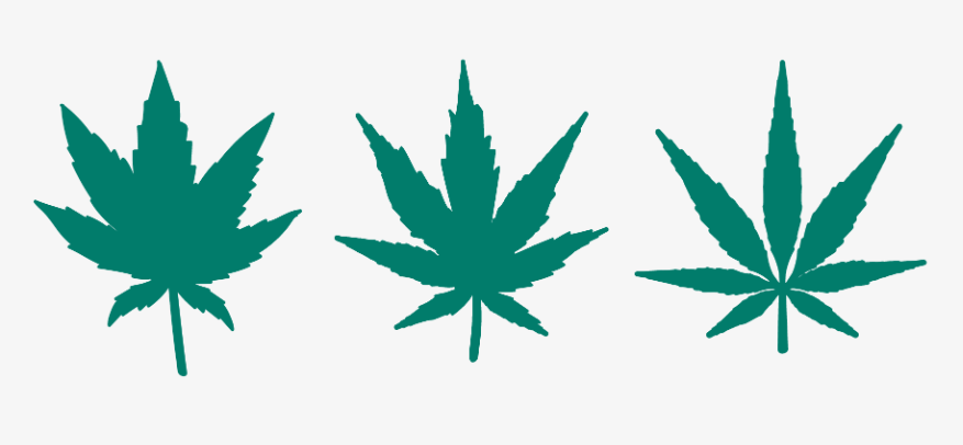 Quali tipologie di marijuana ci sono