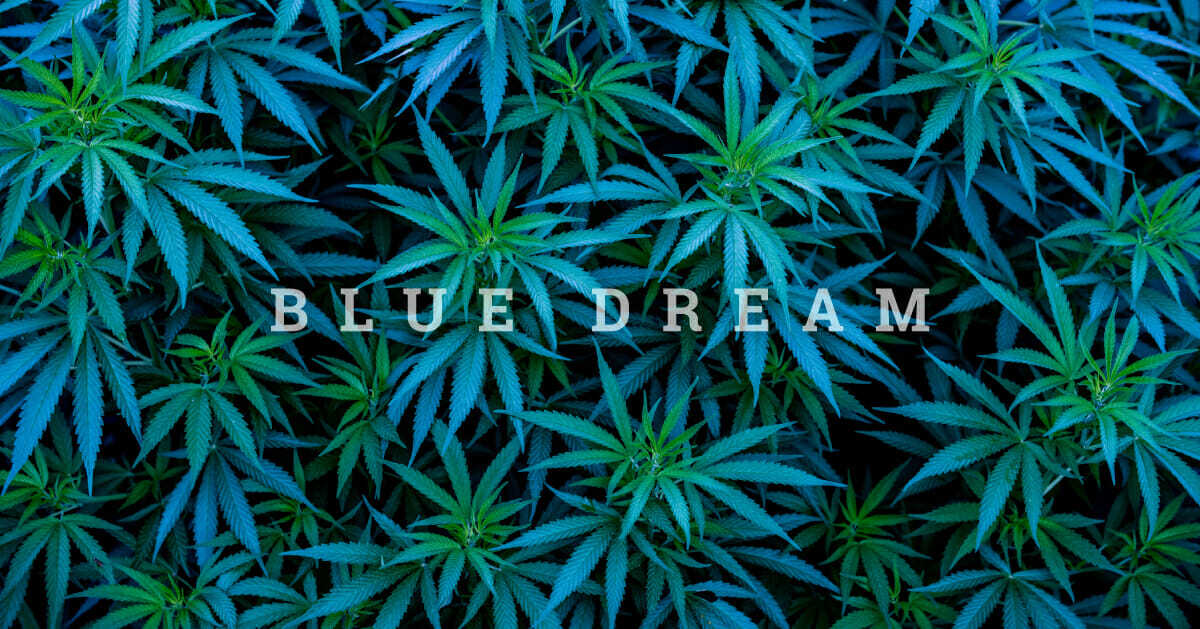 Cannabis blue dream