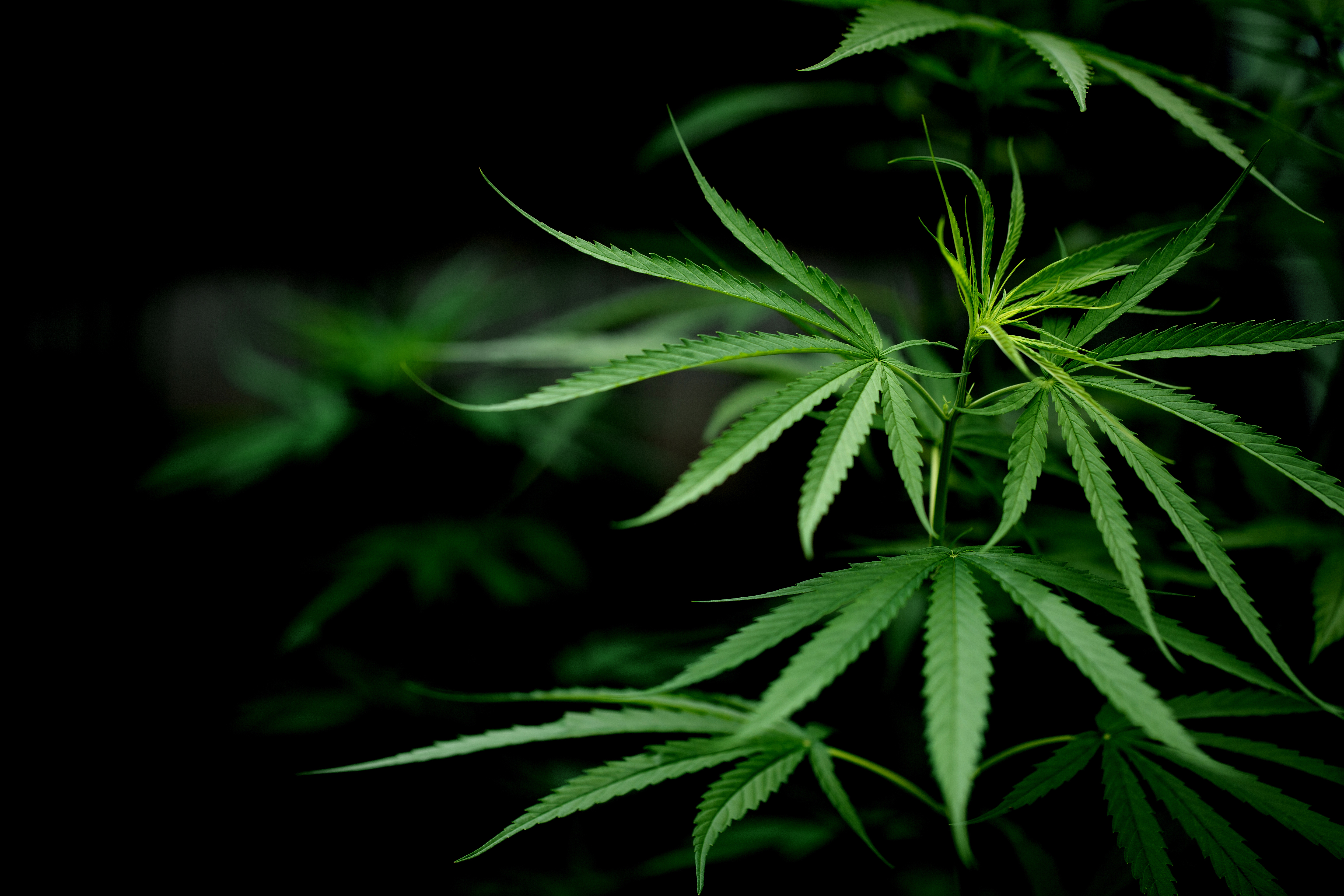 La pianta di cannabis è affascinante sotto moltissimi punti di vista, non da ultimo quello della sua particolare anatomia, non univoca, ma estremamente diversificata anche solo a seconda del sesso della pianta stessa, nonché delle specie.