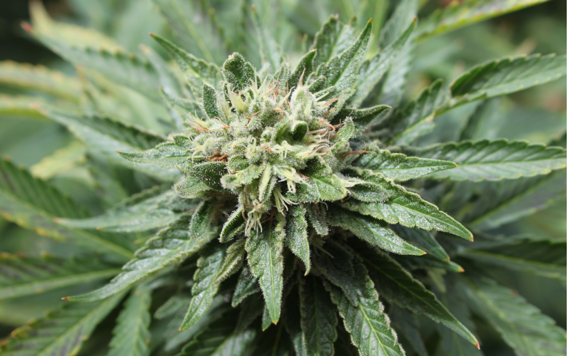 Le fasi di crescita di una pianta di marijuana
