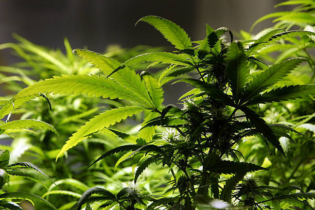 In questo articolo proveremo a spiegare come distinguere il sesso delle nostre piante di marijuana.