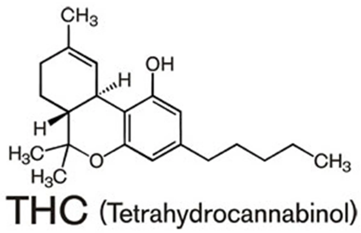 Il THCo tetracannabidiolo è il principale responsabile chimico di quelli che generalmente sono gli effetti psicologici e psicoattivi dati dall’assunzione di cannabis sativa