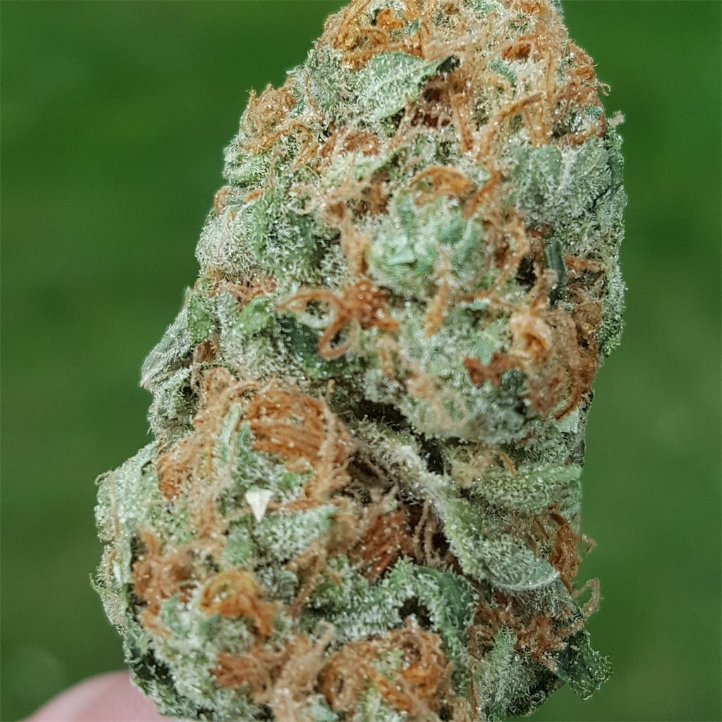 Critical Kush