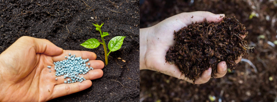 Per concimi si intendono elementi nutritivi di tipo naturale e per fertilizzanti elementi nutritivi derivanti dalla sintesi chimica