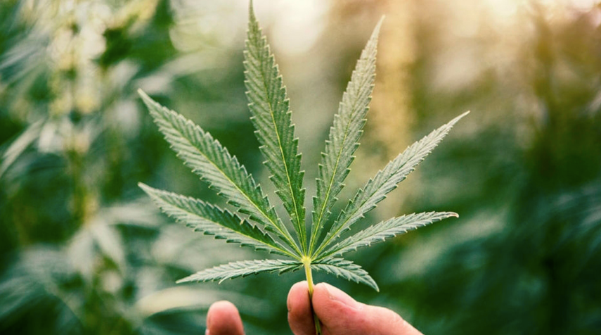 Le foglie di cannabis