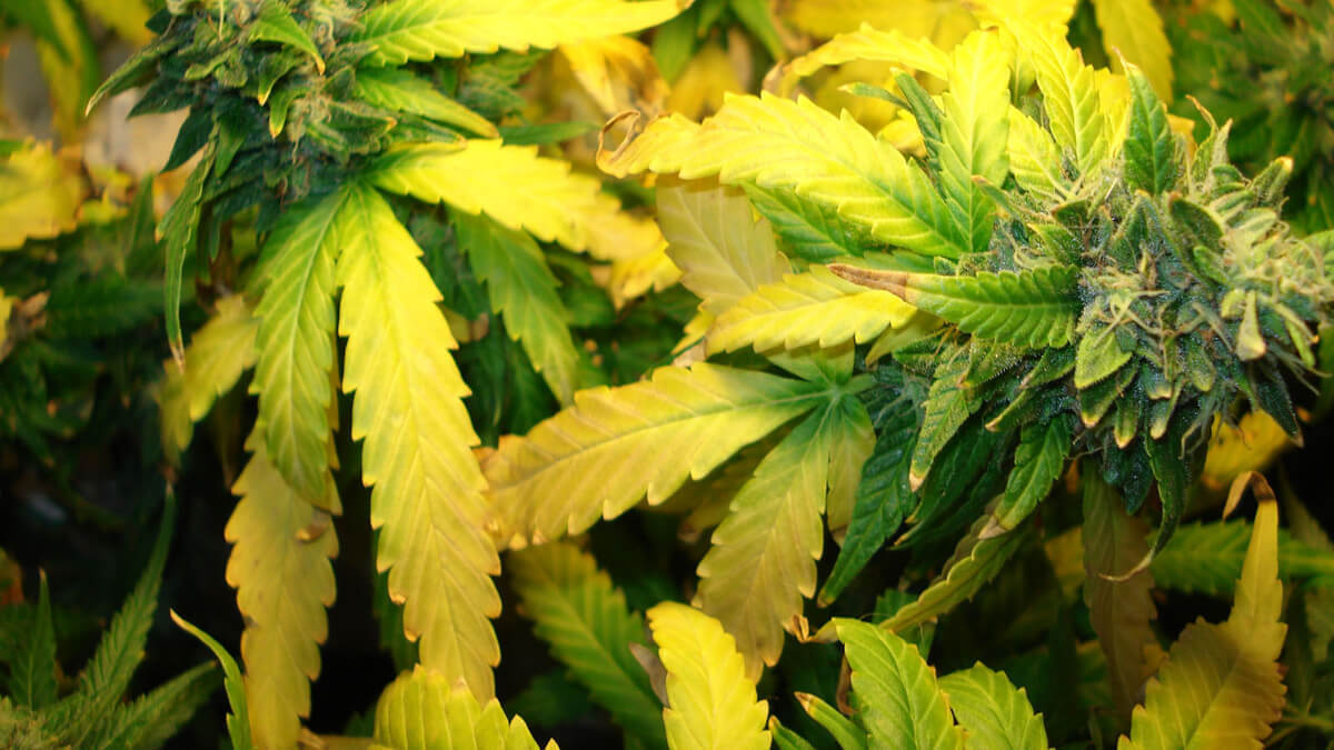 Foglia di marijuana colorata