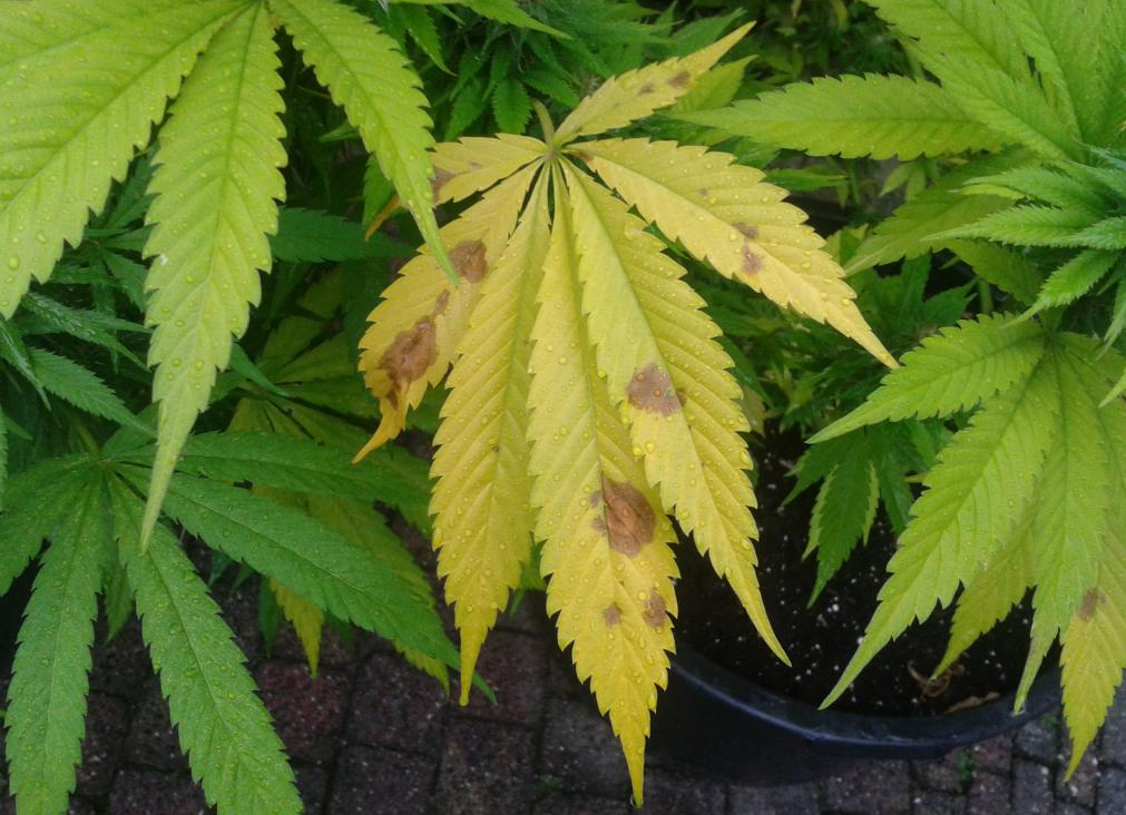 Le foglie gialle sono un segnale che indica qualcosa che nella pianta di cannabis non va.