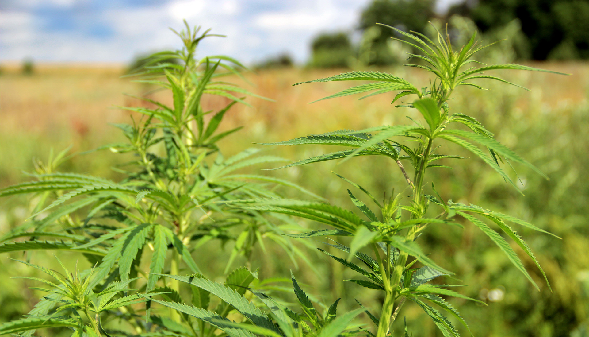 Come abbiamo appena detto e come già sai, le piante di marijuana crescono quando i giorni hanno tante ore di luce e fioriscono quando le ore di oscurità aumentano.