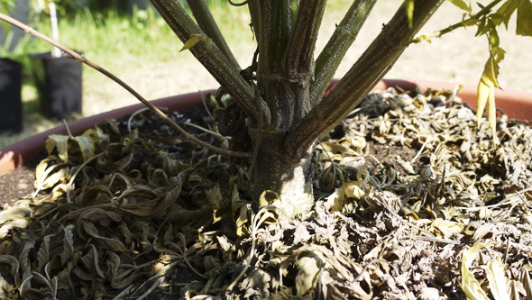 Sono funghi che vivono nel terreno e variano tra molte specie e sottospecie.  Parecchi ceppi possono colpire la cannabis.