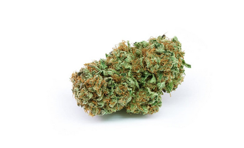 Harlequin varietà di cannabis CBD
