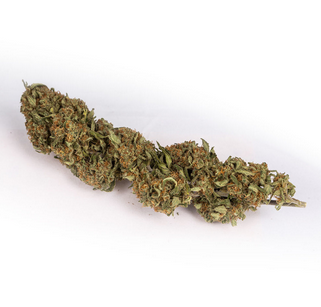 Lifter varietà di cannabis CBD
