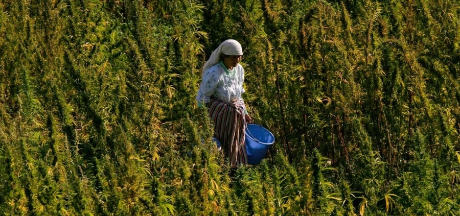 Dove si coltiva la cannabis