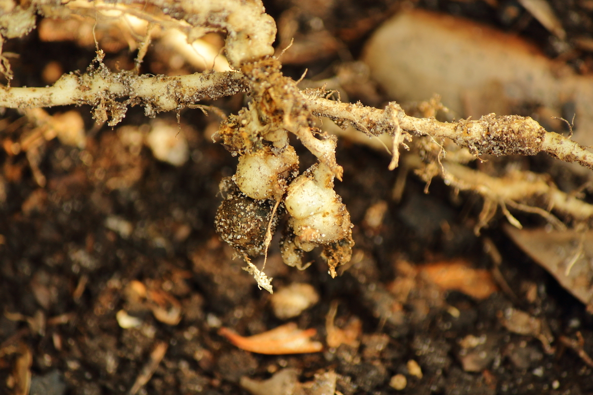 I nematodi danneggiano, in maggior parte, l'apparato radicale di molte piante di marijuana.