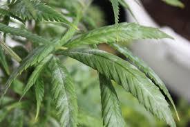 Esso si confonde facilmente come la muffa, anche se nelle piante di cannabis gli effetti della muffa sono molto più gravi.