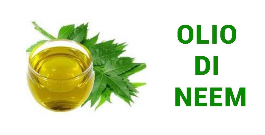 Olio di Neem il miglior pesticida biologico per la coltivazione della