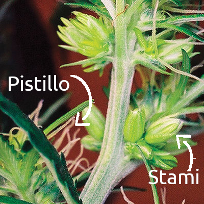 Da un punto di vista botanico la Cannabis sativa è una pianta dioica. E' un termine che si riferisce alla riproduzione sessuale delle piante.